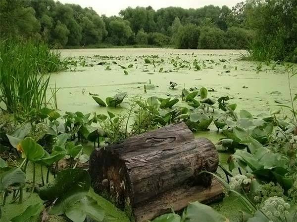 Словник “Лісова пісня” by Oleksandr - Ourboox.com