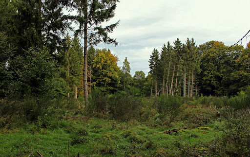 Словник “Лісова пісня” by Oleksandr - Ourboox.com