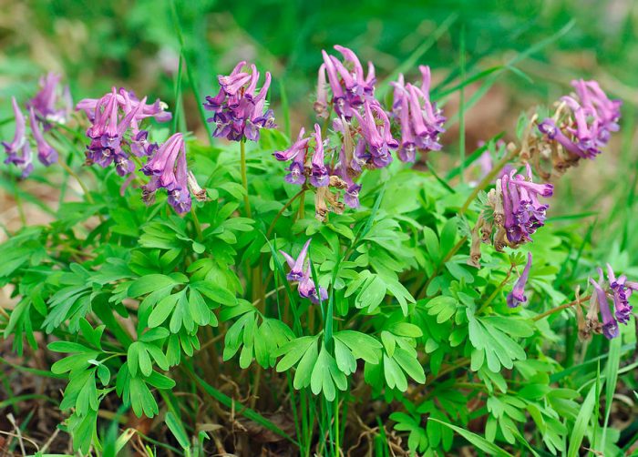 Словник “Лісова пісня” by Oleksandr - Ourboox.com