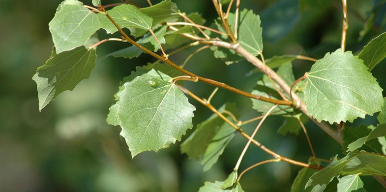 Словник “Лісова пісня” by Oleksandr - Ourboox.com