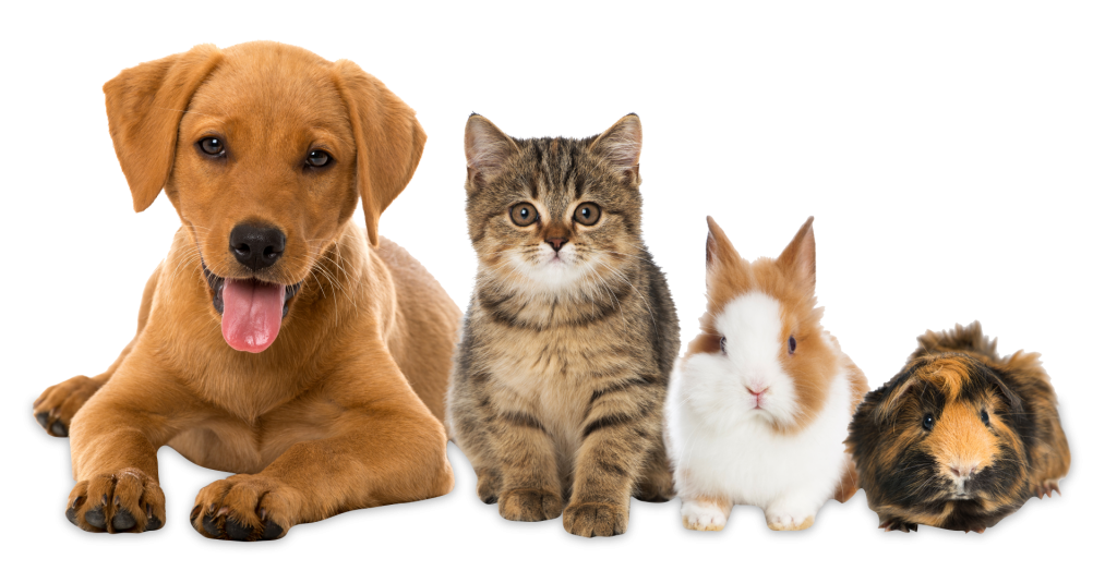 The pets By: Noam Hershkowitz💥 by Ben haim - Illustrated by Noam hershkovitz - Ourboox.com