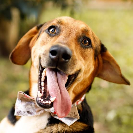 הכלב- חברו הטוב של האדם by shani haiman - Illustrated by שני היימן ואור בנאיטח - Ourboox.com