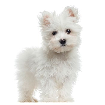 הכלב- חברו הטוב של האדם by shani haiman - Illustrated by שני היימן ואור בנאיטח - Ourboox.com