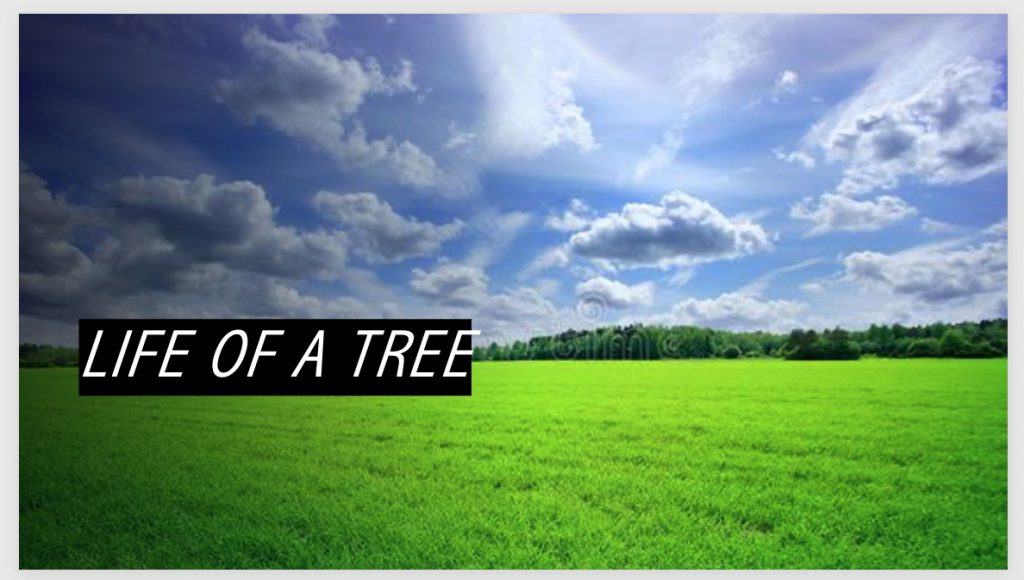 Life of a Tree by sophia himpsl - Ourboox.com