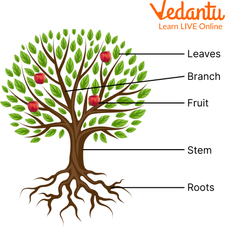 Life of a Tree by sophia himpsl - Ourboox.com