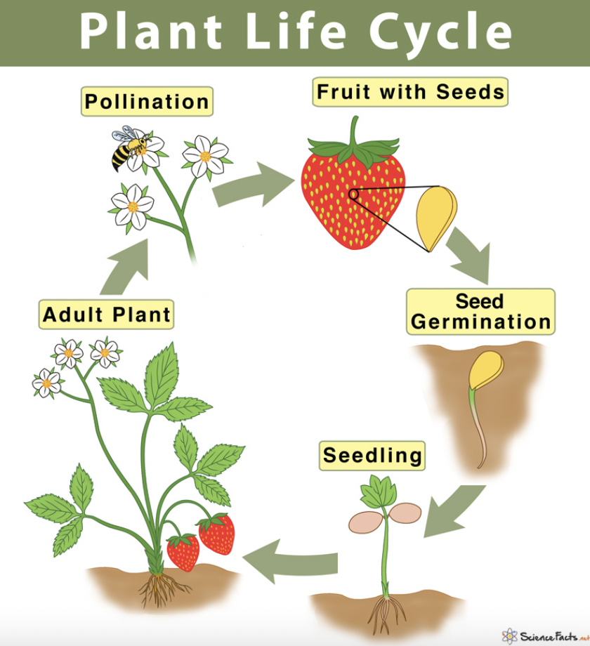 Life Cycle of a Plant by michael - Ourboox.com