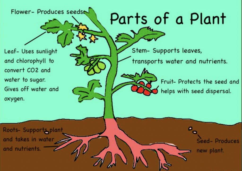 Life Cycle of a Plant by michael - Ourboox.com