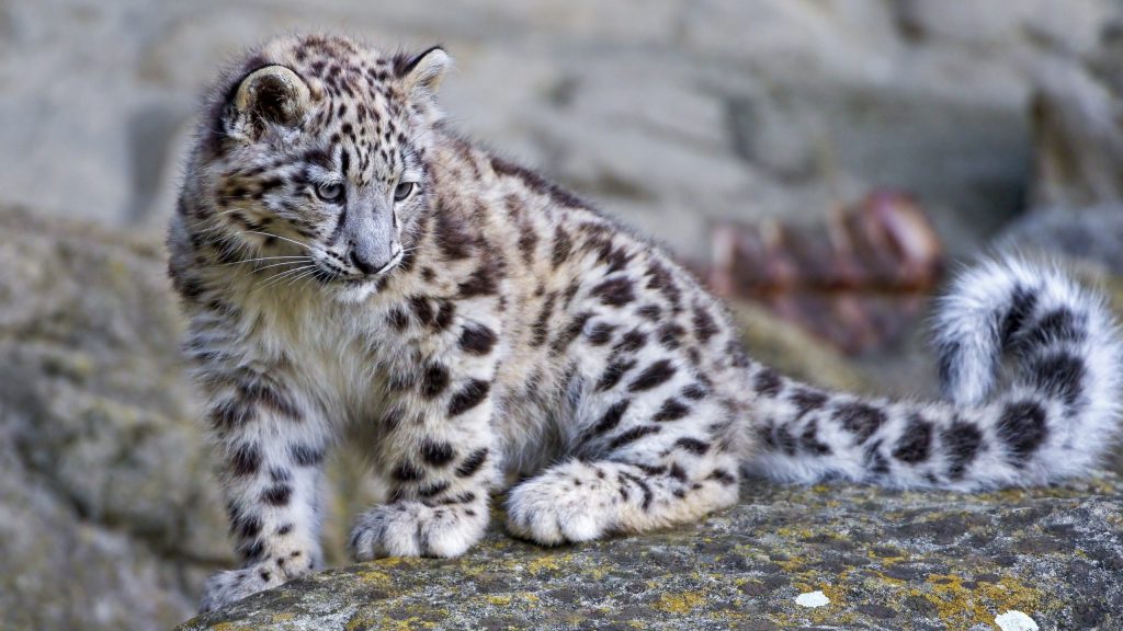 Снежный барс by Margarita Liachina - Illustrated by Лячина М.А. - Ourboox.com