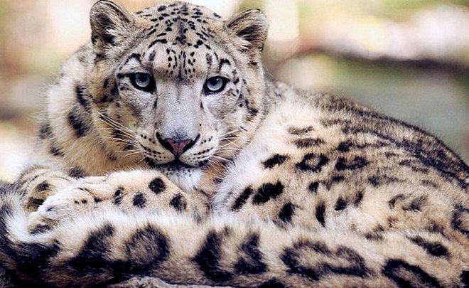 Снежный барс by Margarita Liachina - Illustrated by Лячина М.А. - Ourboox.com