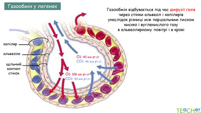 Дихальна система людини by Luchka Hristina Vasilivna - Ourboox.com