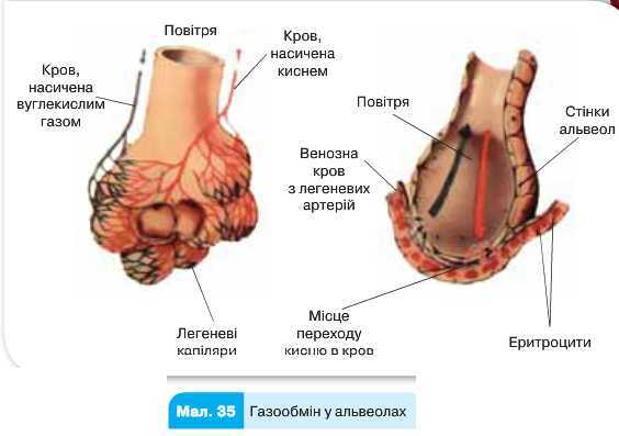 Дихальна система людини by Luchka Hristina Vasilivna - Ourboox.com