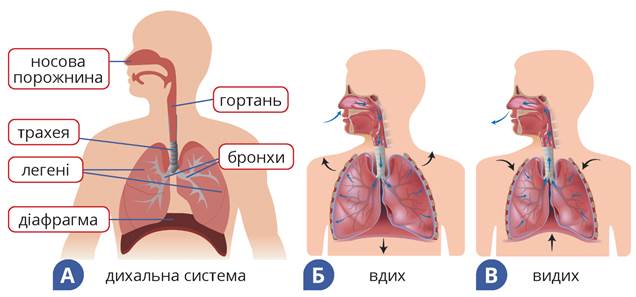 Дихальна система людини by Luchka Hristina Vasilivna - Ourboox.com