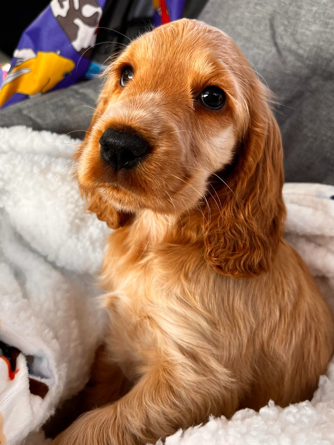 baby whiskey by ezgi sazak - Illustrated by Ezgi Sazak - Ourboox.com