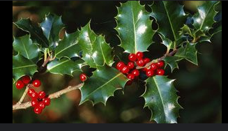 Символика на растенията в коледните празици by Slavena Lazarova - Illustrated by С.Лазарова - Ourboox.com