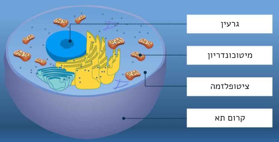 מבנה התא הביולוגי by ramishehadeh - Illustrated by ר.שחאדה - Ourboox.com