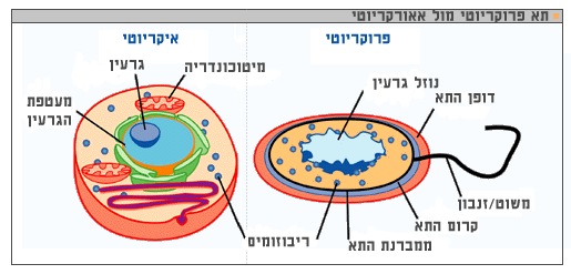 מבנה התא הביולוגי by ramishehadeh - Illustrated by ר.שחאדה - Ourboox.com