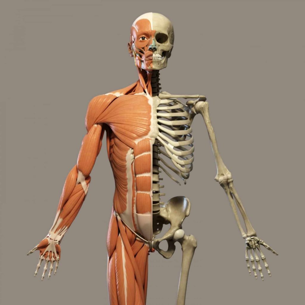 חלקי השלד by yuval kisos - Illustrated by יובל קיסוס - Ourboox.com