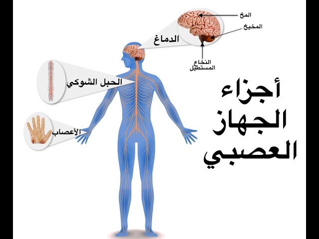 الجهاز العصبي by Noor - Illustrated by اعداد المعلمة : نور اسدي - Ourboox.com