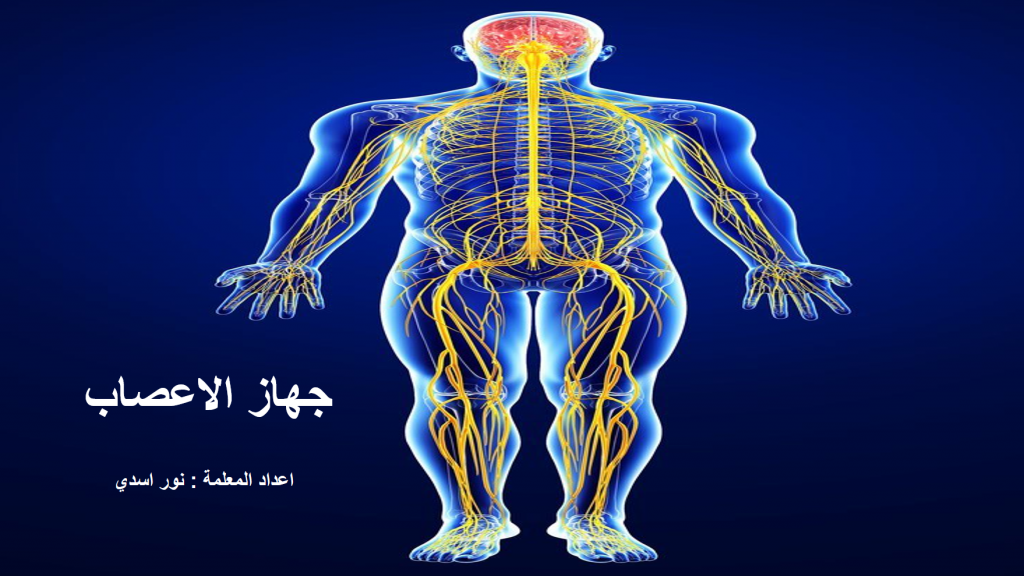 الجهاز العصبي by Noor - Illustrated by اعداد المعلمة : نور اسدي  - Ourboox.com