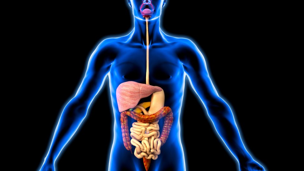 جهاز الهضم by ayaamon - Illustrated by اعداد المعلمة: اية امون - Ourboox.com