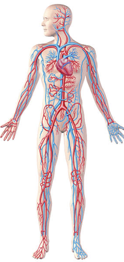 جهاز النقل by rahafbadarneh - Illustrated by اعداد المعلمة : رهف بدارنة  - Ourboox.com