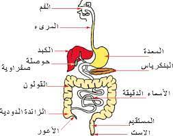 جهاز الهضم by ayaamon - Illustrated by اعداد المعلمة: اية امون - Ourboox.com