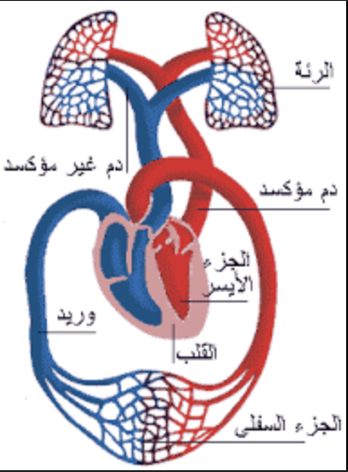 جهاز النقل by rahafbadarneh - Illustrated by اعداد المعلمة : رهف بدارنة  - Ourboox.com