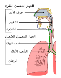جهاز التنفس by shada shamma - Illustrated by اعداد المعلمة : شذى شما - Ourboox.com