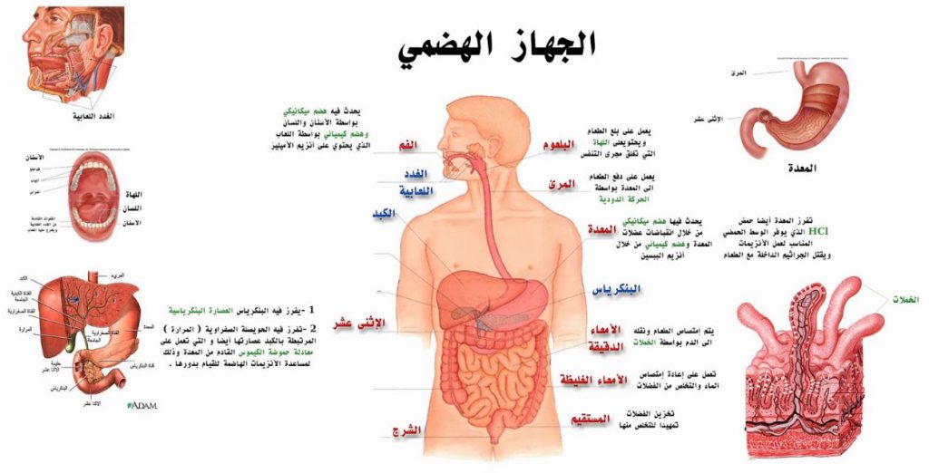 جهاز الهضم by ayaamon - Illustrated by اعداد المعلمة: اية امون - Ourboox.com