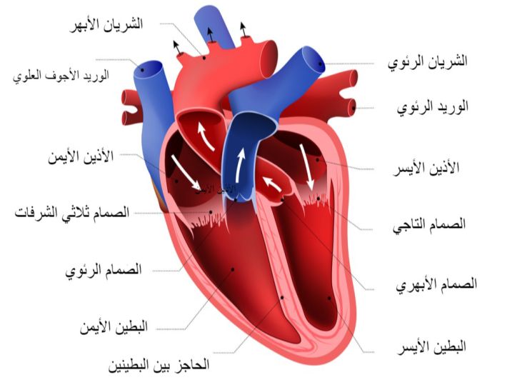 جهاز النقل by rahafbadarneh - Illustrated by اعداد المعلمة : رهف بدارنة  - Ourboox.com