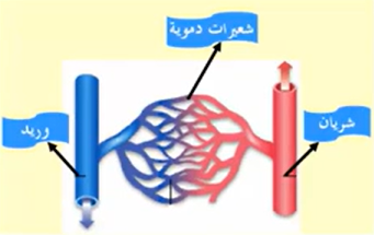 جهاز النقل by rahafbadarneh - Illustrated by اعداد المعلمة : رهف بدارنة  - Ourboox.com