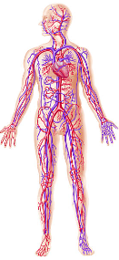 جهاز النقل by rahafbadarneh - Illustrated by اعداد المعلمة : رهف بدارنة  - Ourboox.com