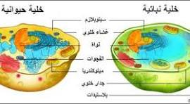 الخلية by shhed - Illustrated by اعداد المعلمة : شهد عيسى  - Ourboox.com