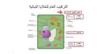 الخلية by shhed - Illustrated by اعداد المعلمة : شهد عيسى  - Ourboox.com