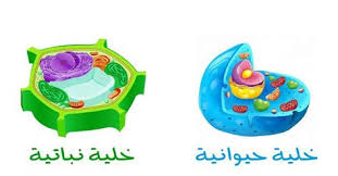 الخلية by shhed - Illustrated by اعداد المعلمة : شهد عيسى  - Ourboox.com