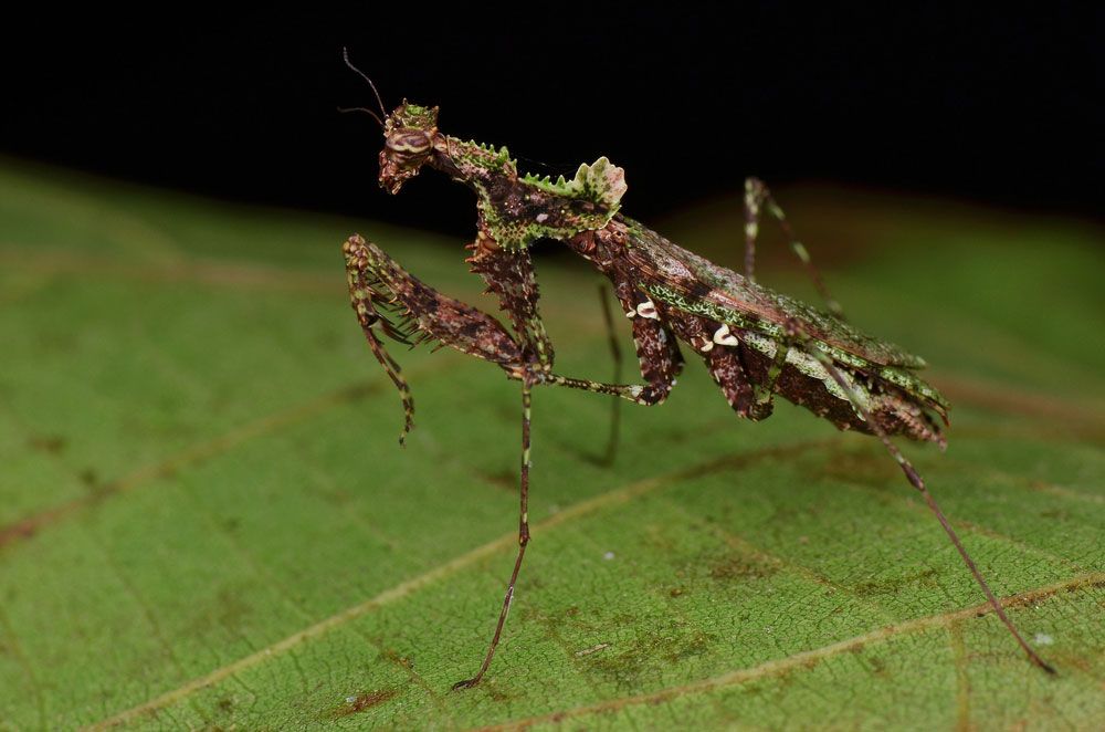 Giant leaf insects look like a real leaves! by Daria Koshmerynska - Ourboox.com