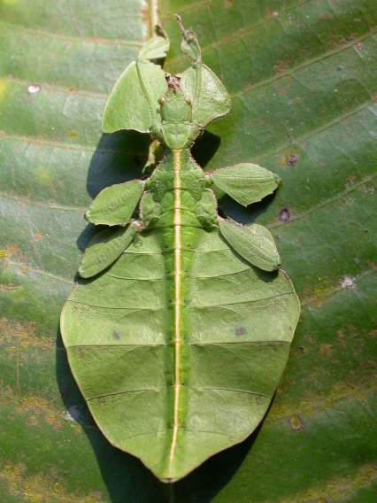 Giant leaf insects look like a real leaves! by Daria Koshmerynska - Ourboox.com