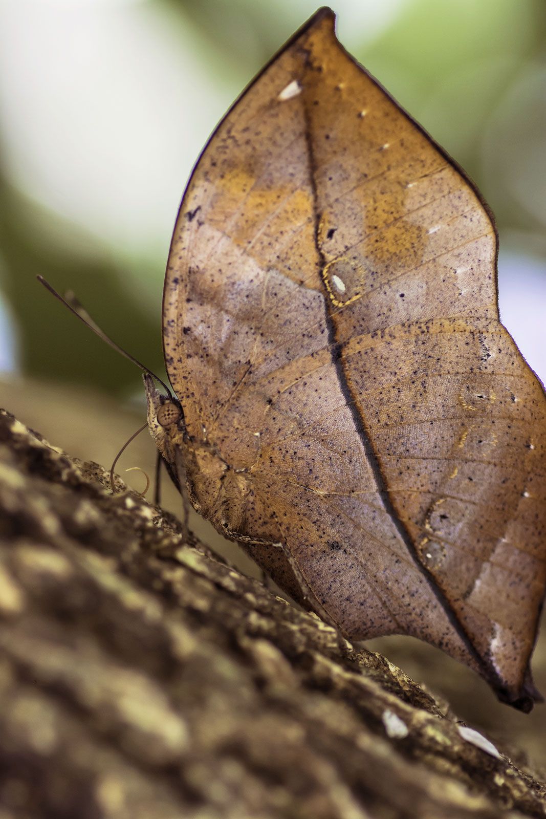 Giant leaf insects look like a real leaves! by Daria Koshmerynska - Ourboox.com