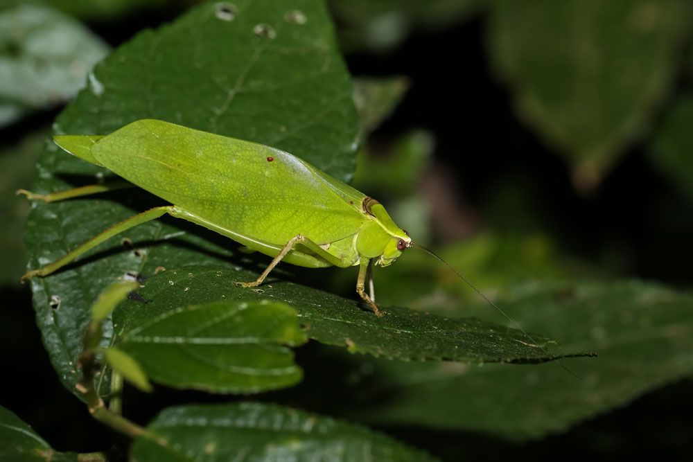 Giant leaf insects look like a real leaves! by Daria Koshmerynska - Ourboox.com