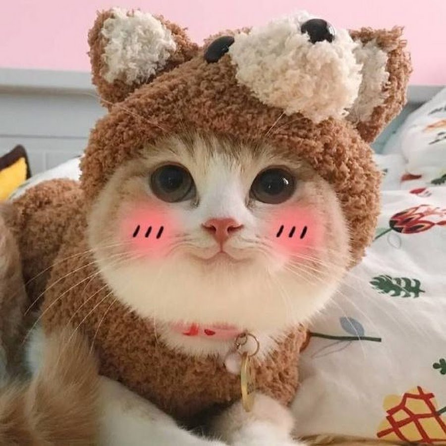 Крім того, кіт часто стає домашнім цілителем. Багато власників тварин мають досвід, коли кіт лягає на тіло господаря в тих місцях, де відчувається біль чи дискомфорт. Дивно, але від цього самопочуття й справді покращується. За рахунок чого це відбувається, достеменно невідомо, але той факт, що коти позитивно впливають на здоров’я людини, підтверджують навіть наукові дослідження.