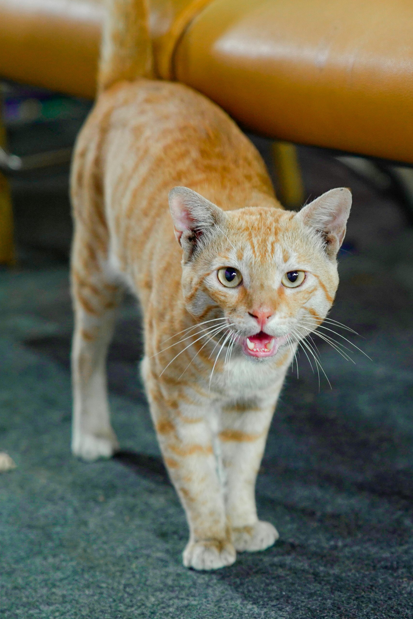 Всесвітній день котів by Inna Thachuk - Illustrated by Студентка м11ПО групи факультету ППОМ БДПУ  - Ourboox.com