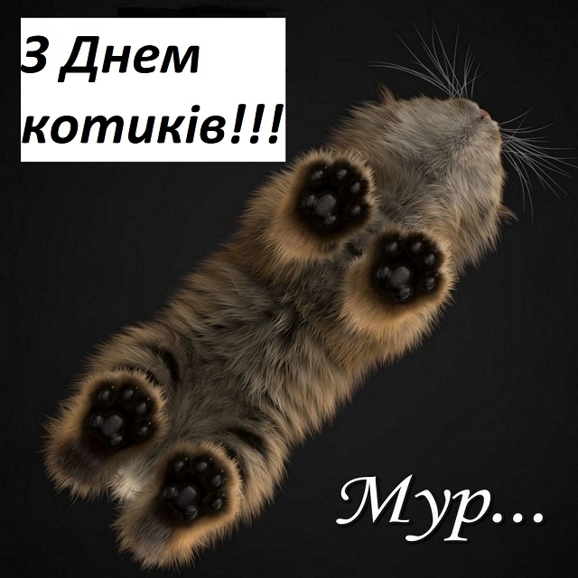Всесвітній день котів by Inna Thachuk - Illustrated by Студентка м11ПО групи факультету ППОМ БДПУ  - Ourboox.com