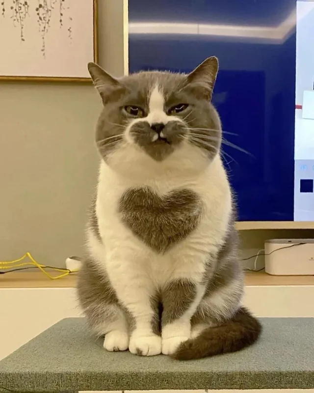 Про жар-птицю та вовка by Dariia Yat - Ourboox.com