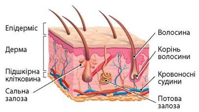 Навчальний модуль «Краса і здоров’я» by Mykhailo - Illustrated by mykhailo - Ourboox.com