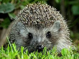 הקיפוד והחבר החדש