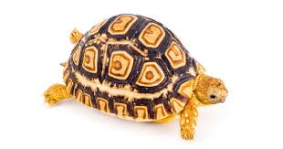 הקיפוד והחבר החדש מאת עדי ורון by ron amiel - Illustrated by רון עמיאל ועדי יחיא - Ourboox.com