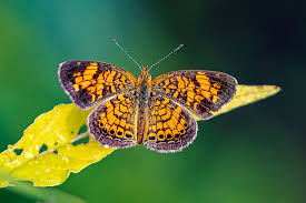 הקיפוד והחבר החדש מאת עדי ורון by ron amiel - Illustrated by רון עמיאל ועדי יחיא - Ourboox.com