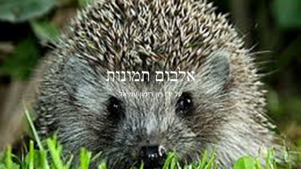 מאת עדי ורון