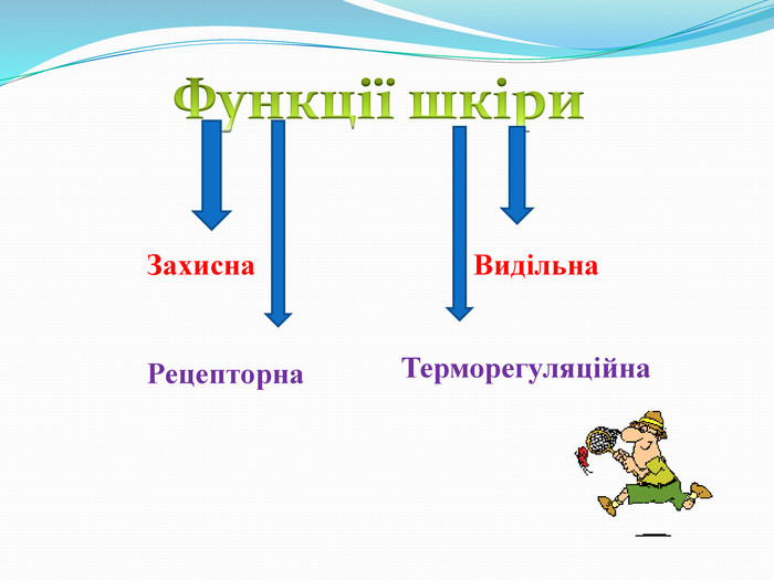 Краса і здоров’я. Функції шкіри. Типи шкіри by Volotivska Sofia - Illustrated by Софія Волотівська - Ourboox.com