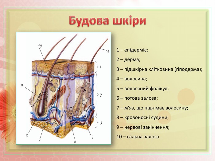 Краса і здоров’я. Функції шкіри. Типи шкіри by Volotivska Sofia - Illustrated by Софія Волотівська - Ourboox.com